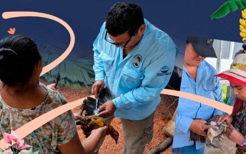 Vacunación de más de 100 mil aves fortalece la sanidad avícola