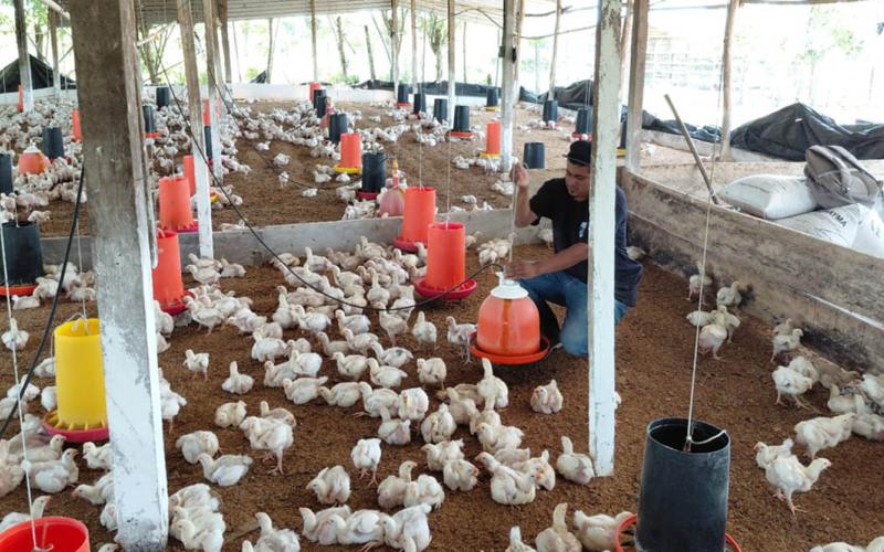 Brindan asistencia técnica para mejorar el manejo de pollos de engorde