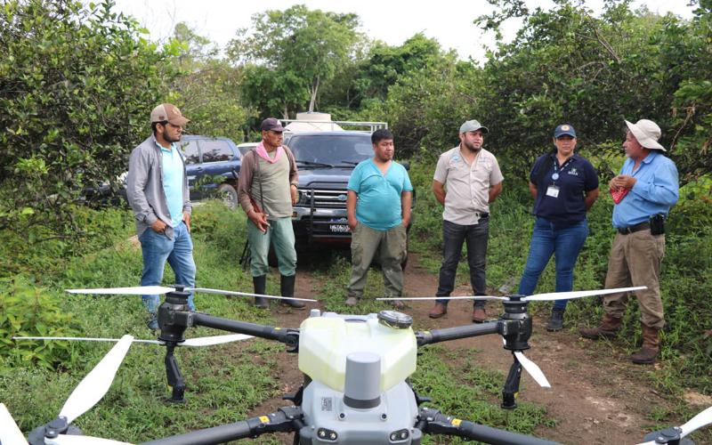 Fumigan plantación con dron agrícola