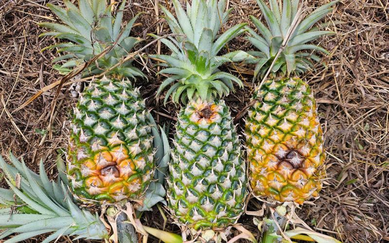 Asistencia técnica fortalece producción de piña en San Francisco, Petén