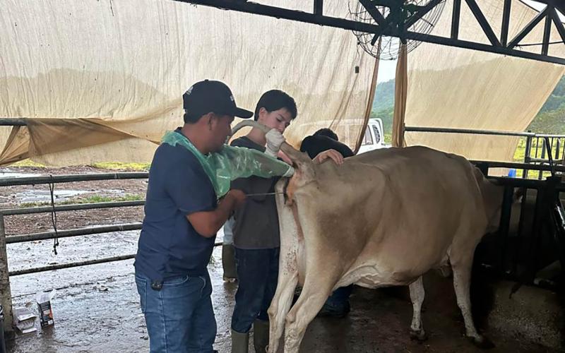 Impulsan mejoramiento genético bovino mediante inseminación artificial