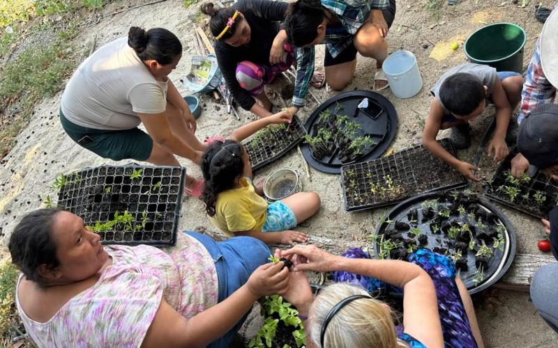Más de 356 mil familias reciben apoyo para fortalecer su seguridad alimentaria