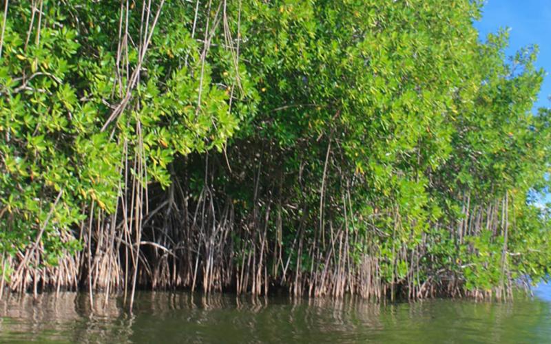 Día Internacional de la Conservación del Ecosistema de Manglares