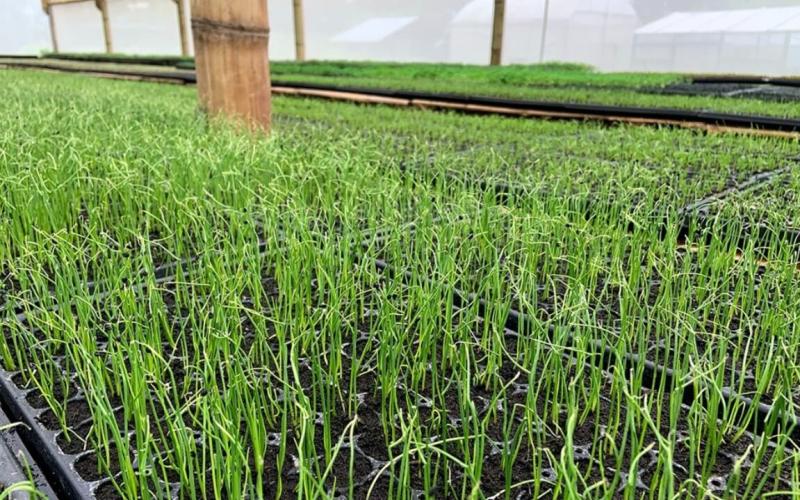 Más de 1.4 millones de hortalizas producidas en la Granja Integral Agropecuaria