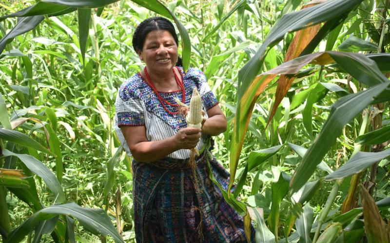 Ante efectos del clima, el Seguro Agropecuario respalda producción de más de 43 mil agricultores