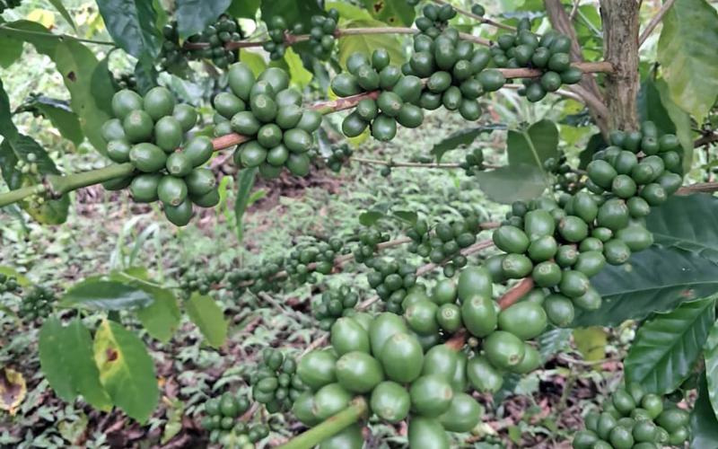 Asistencia técnica fortalece la producción de café en Chacté, San Luis