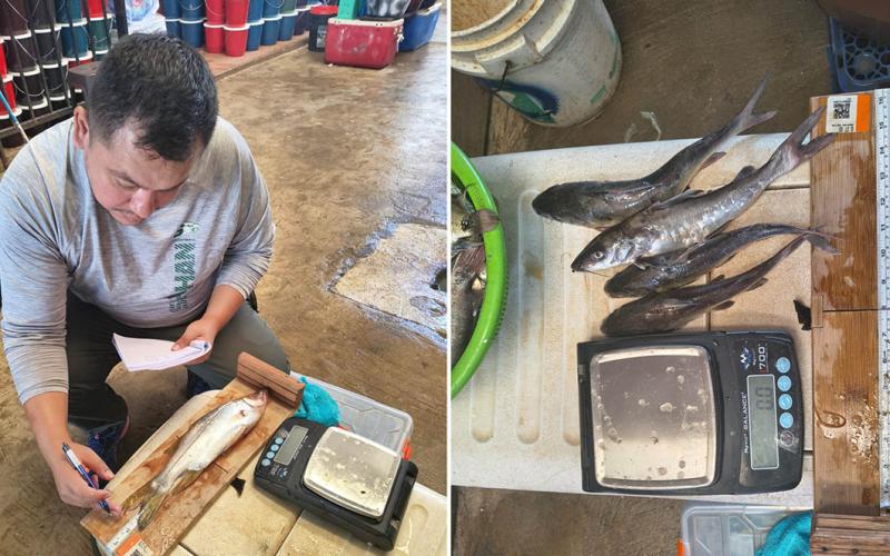 Avanza monitoreo para conocer estado de las poblaciones de peces en Izabal