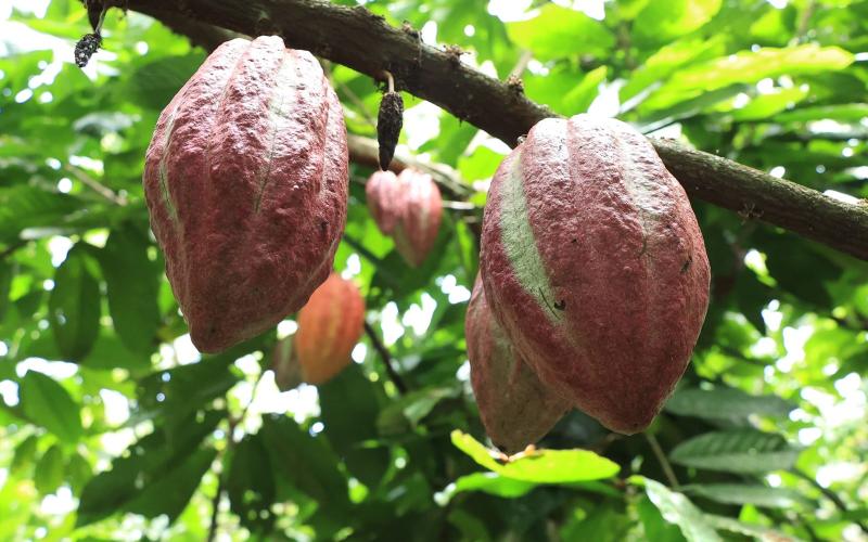 Cacao con raíces ancestrales que impulsan el desarrollo rural