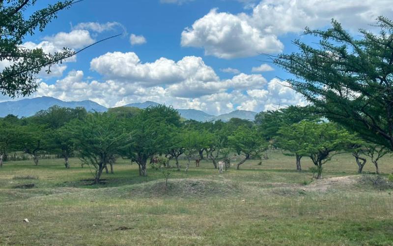 Calor requiere tomar medidas preventivas en 136 municipios