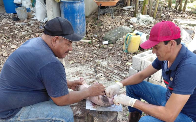 Castración de lechones fortalece producción porcina en Petén