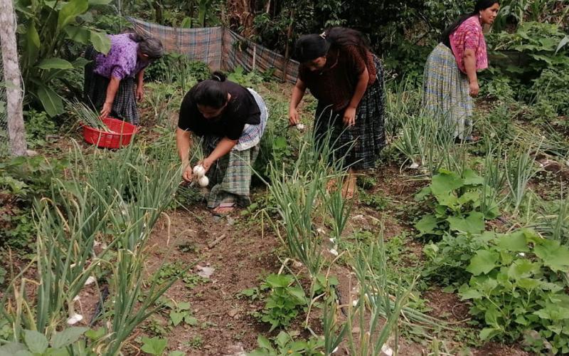 Productoras de Alta Verapaz cosechan cebolla y fortalecen sus ingresos familiares