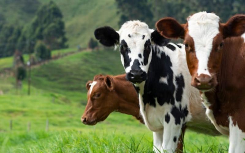 Paso a paso para inscribirse en el Sistema Integrado de Sanidad Agropecuaria -SISAR-