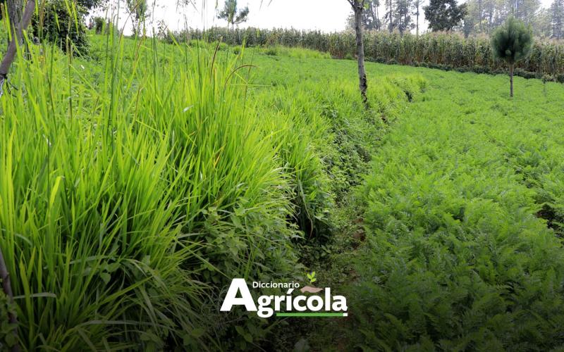 Diccionario Agrícola: Barreras Vivas