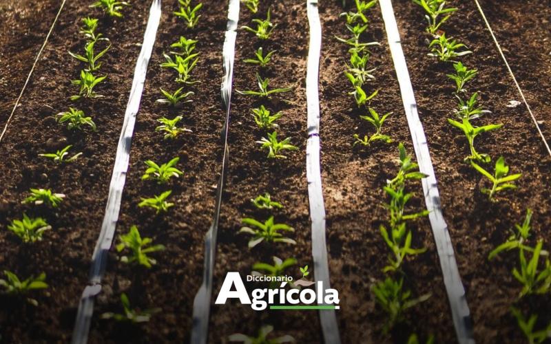 Diccionario Agrícola:Trasplante de Plántulas