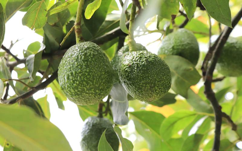 Programa de exportación de aguacate Hass avanza con inspección de fincas