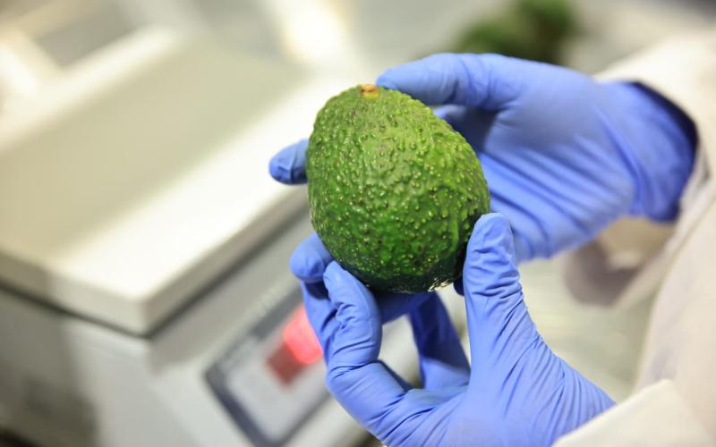Día Internacional del Aguacate