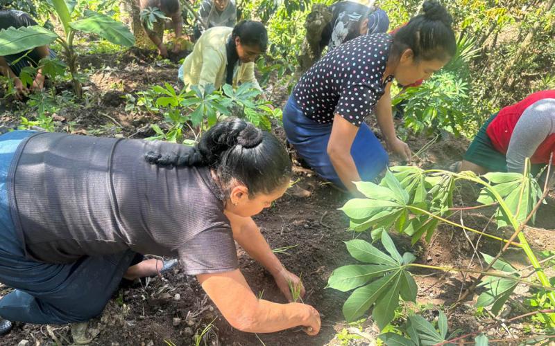 Distribución de pilones de hortalizas fortalece la disponibilidad de alimentos en Jalapa