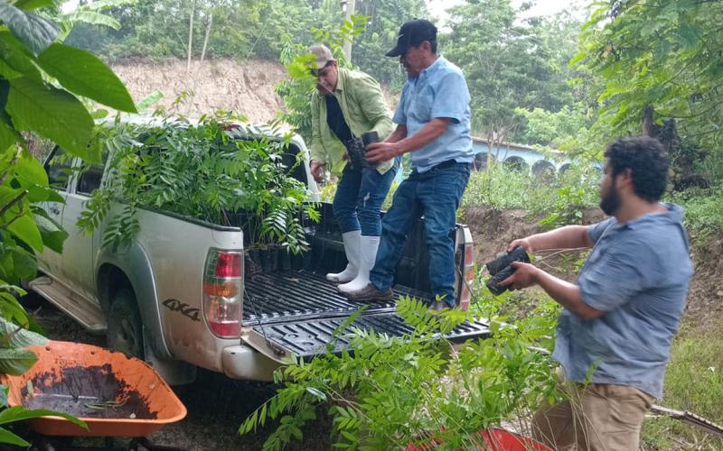 Entrega de plantas forestales fortalece las prácticas agroforestales en Petén