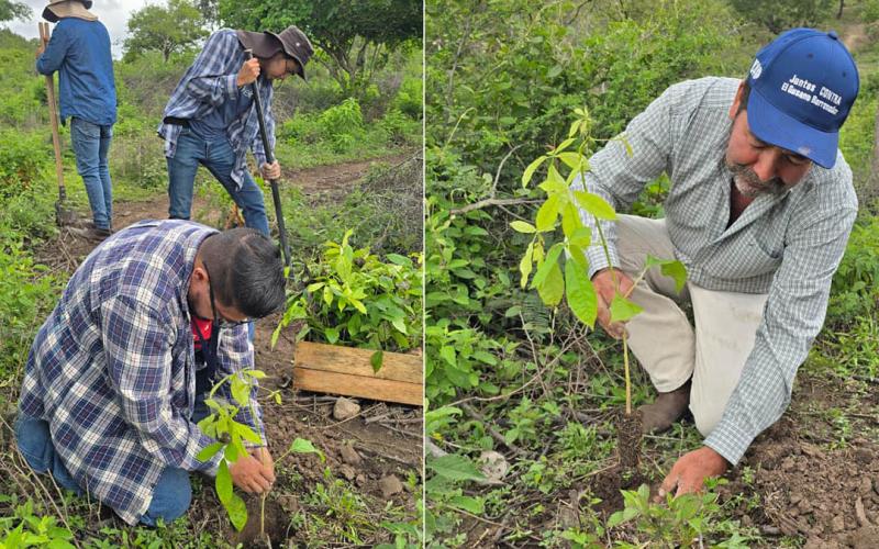 Siembra de árboles ayuda a la conservación forestal en Jalapa