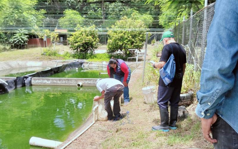 Preparan nuevas liberaciones para repoblar peces en ríos y lagos de Petén
