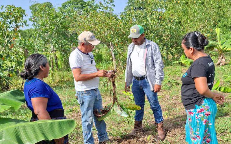 Fortalecen manejo preventivo de plagas en cultivos de plátano