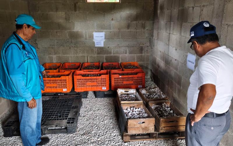 Tecnología y almacenamiento fortalecen la producción de semilla de papa en Jalapa