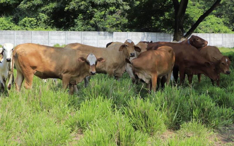 Protegemos la producción pecuaria del país