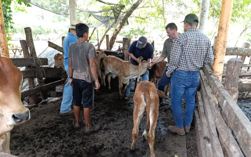 Impulsan jornada profiláctica bovina en Escuintla para contrarrestar el Gusano Barrenador