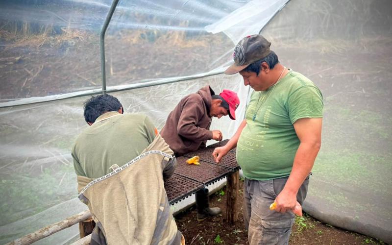 Siembra de plántulas en bandejas impulsa producción agrícola en Usumatlán 
