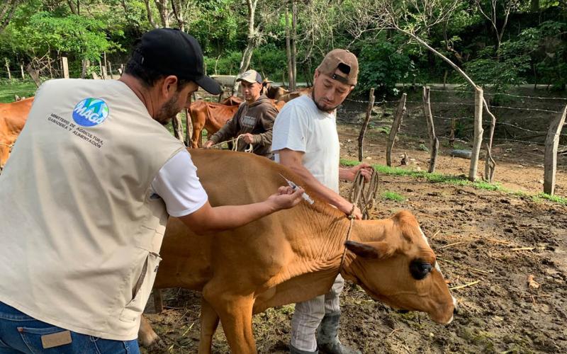 Impulsan vacunación y vigilancia para prevenir la rabia bovina en Quiché