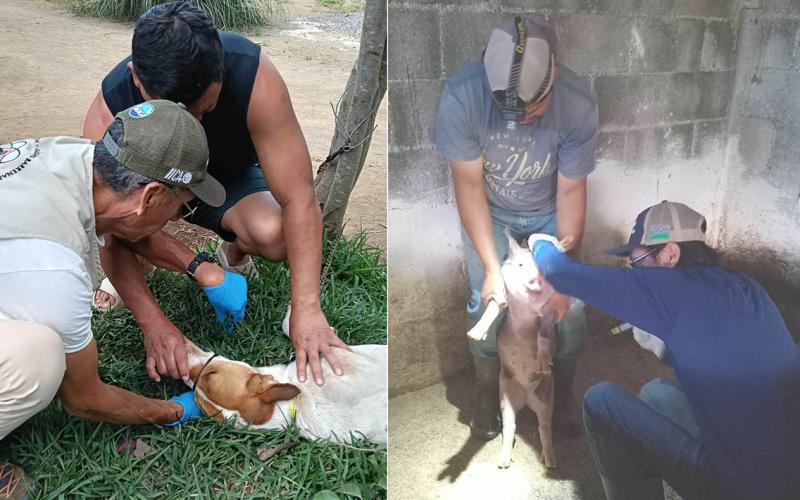 Más de 247 mil animales inspeccionados para prevenir el Gusano Barrenador en el primer semestre de 2026