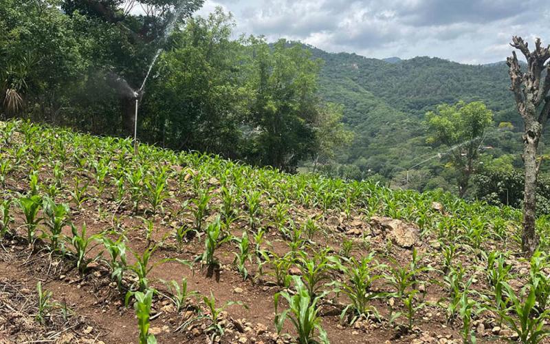 Monitorean 105 municipios debido a las altas temperaturas y baja humedad
