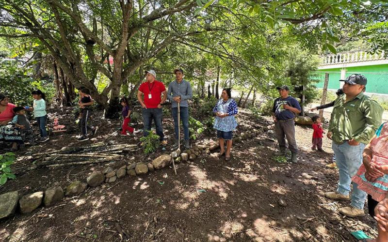 Optimizan producción de jocote gracias a la asistencia técnica en fruticultura 