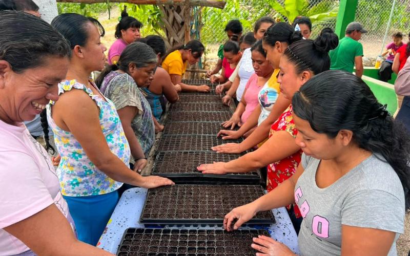 Producción tecnificada de pilones abre nuevas oportunidades para productores de Chiquimula