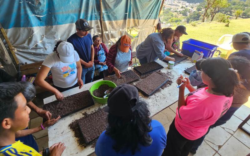 Nuevas técnicas fortalecen el cultivo de pepino en San José Pinula