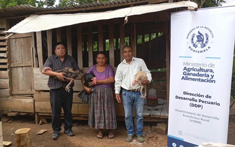 Proyecto avícola fortalece emprendimientos de 46 familias de Alta Verapaz