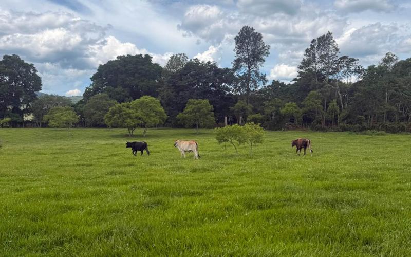Refuerzan recomendaciones para proteger cultivos y ganado ante condiciones climáticas