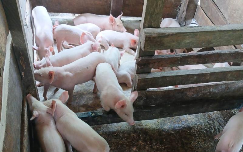 Sanidad porcina fortalece la producción familiar en Melchor de Mencos