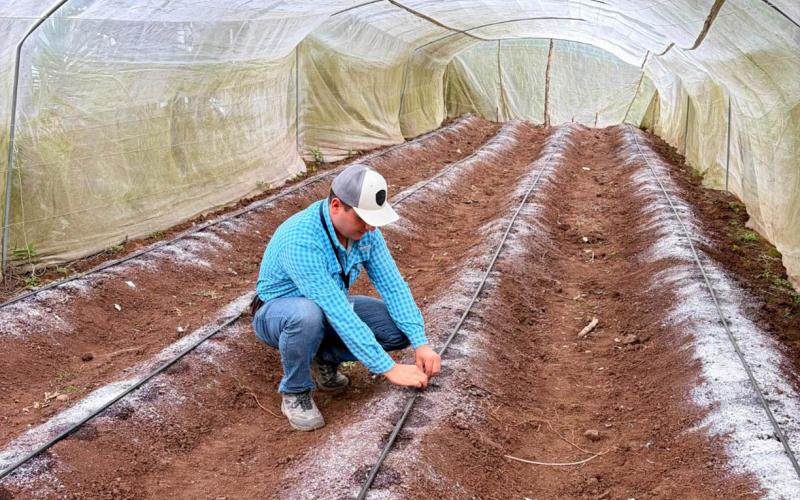 Uso de macrotúneles optimiza producción de tomate en Jalapa