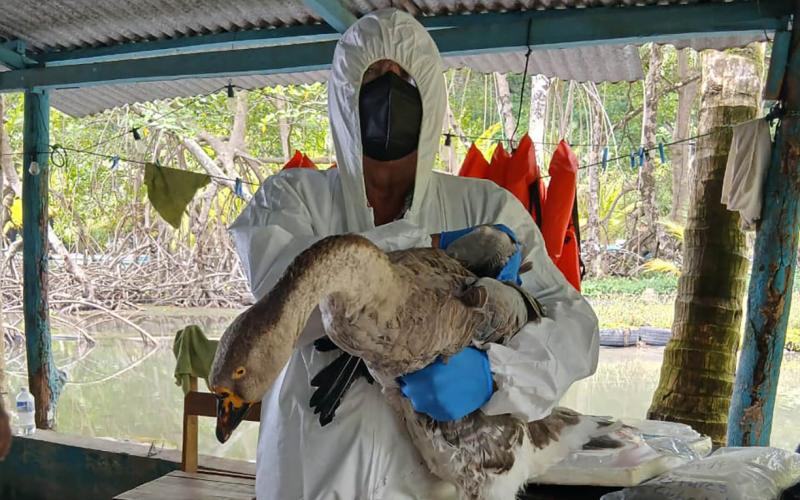 Monitoreo sanitario descarta presencia de influenza aviar en el nororiente del país