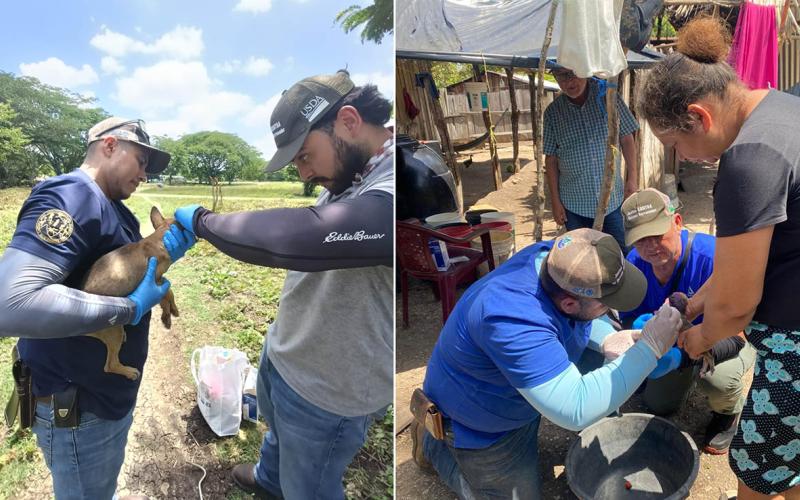 Vigilancia y atención veterinaria reducen riesgo del Gusano Barrenador en Petén