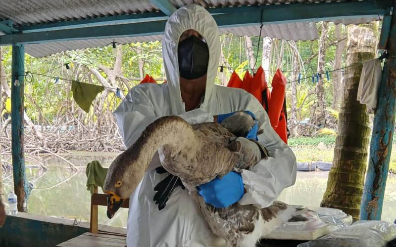 Prevengamos juntos la influenza aviar