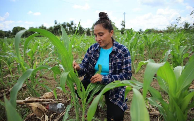 Más de 43 mil pequeños productores ya cuentan con seguro agropecuario