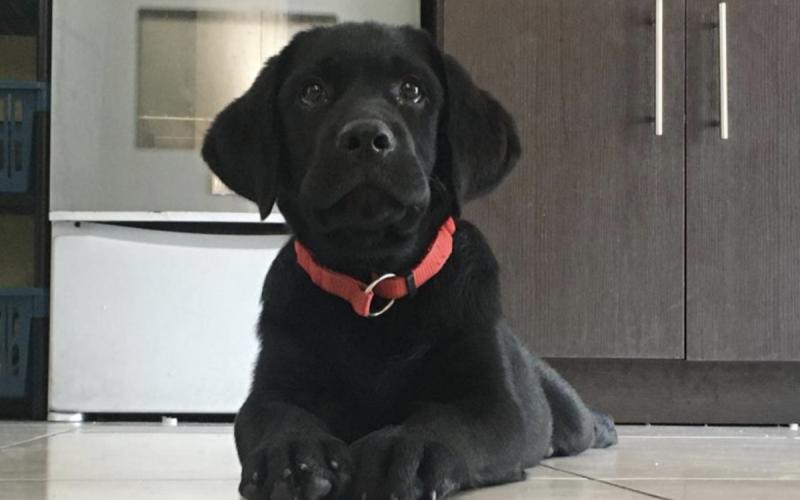 Día Mundial del Perro