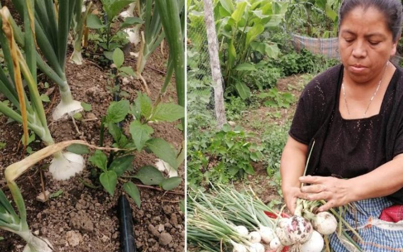 Cultive cebolla blanca en casa