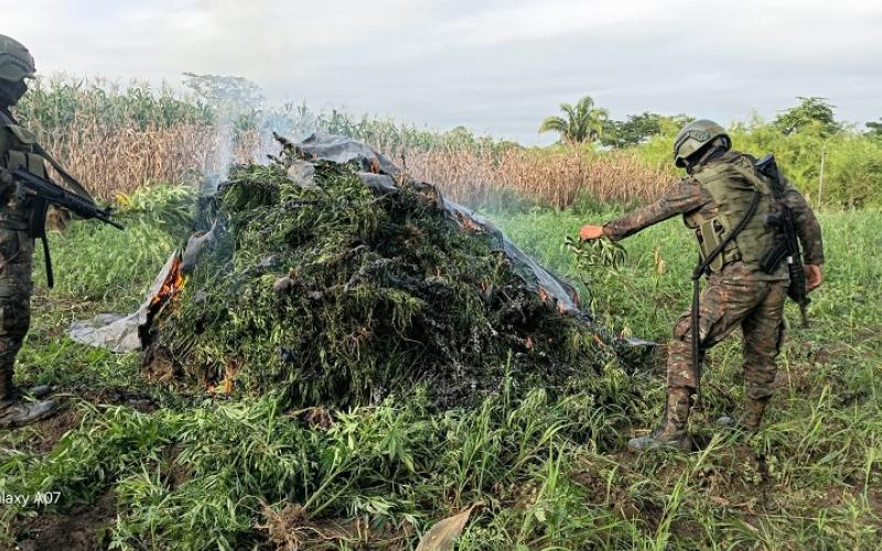 Fuerzas de seguridad erradican más de 200 mil plantas de marihuana