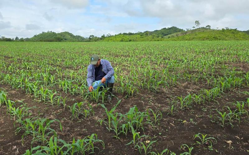 Asistencia técnica oportuna pre viene daños por chicharrita del maíz