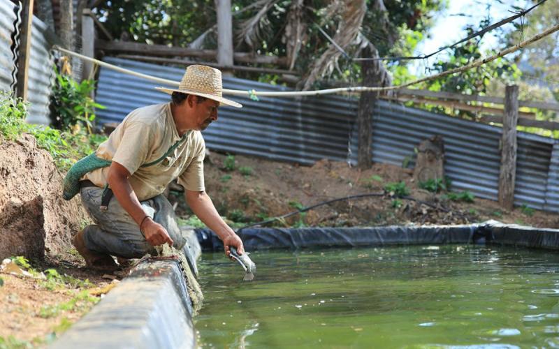Tilapia: producción que nutre y genera ingresos