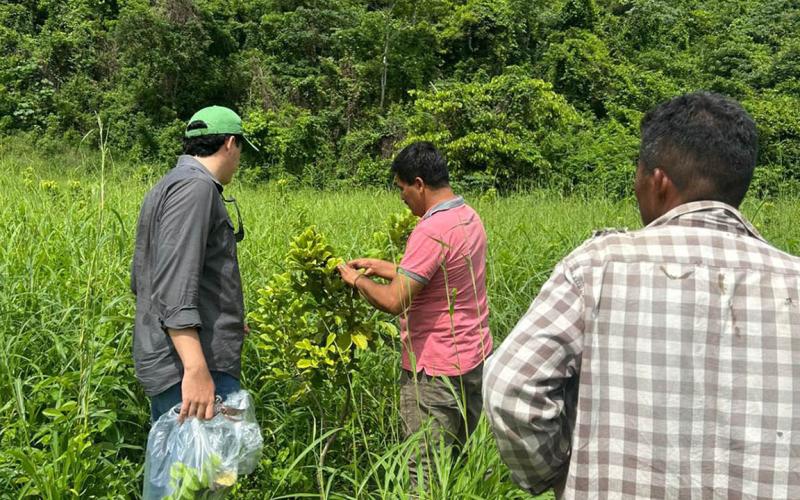 Monitorean cultivos de limón persa y rambután para prevenir plagas