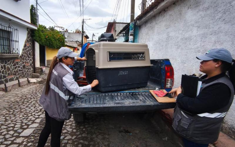 UBA decomisa a dos caninos en condiciones de vulnerabilidad